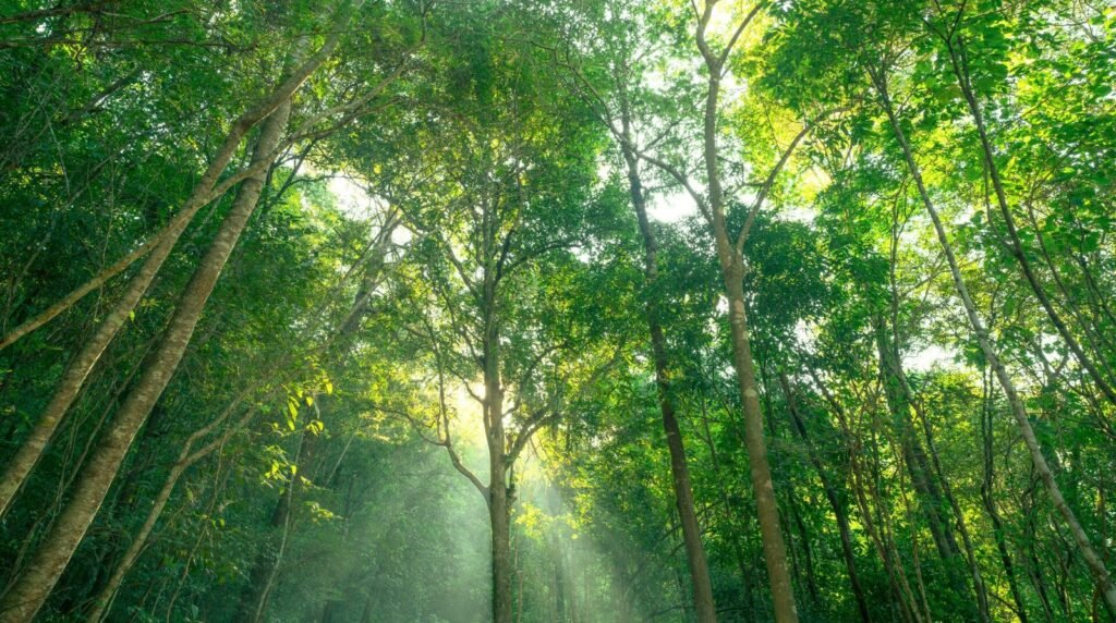 Os Melhores Créditos de Carbono para Investir no Brasil em 2026 os melhores creditos de carbono para investir no brasil em 2026